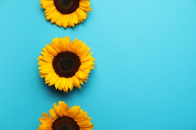 Photo of Sunflower heads on light blue background, flat lay. Space for text