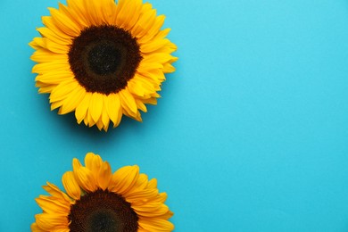 Sunflower heads on light blue background, flat lay. Space for text