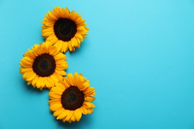 Photo of Sunflower heads on light blue background, flat lay. Space for text