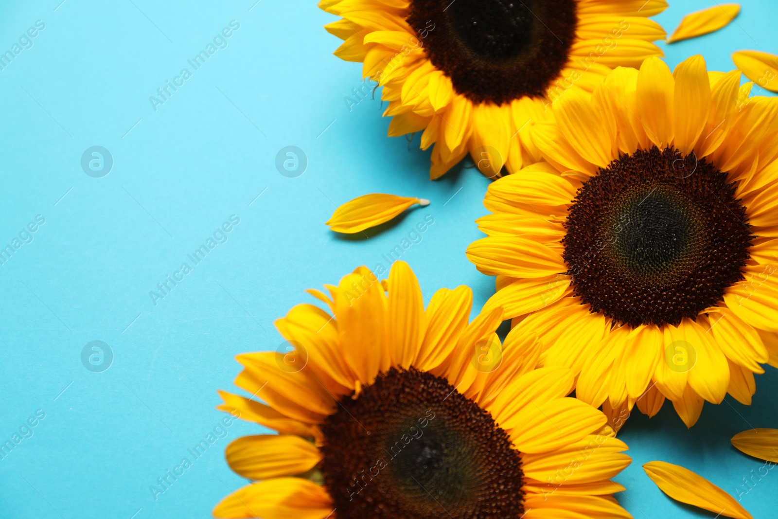 Photo of Sunflower heads on light blue background, closeup. Space for text