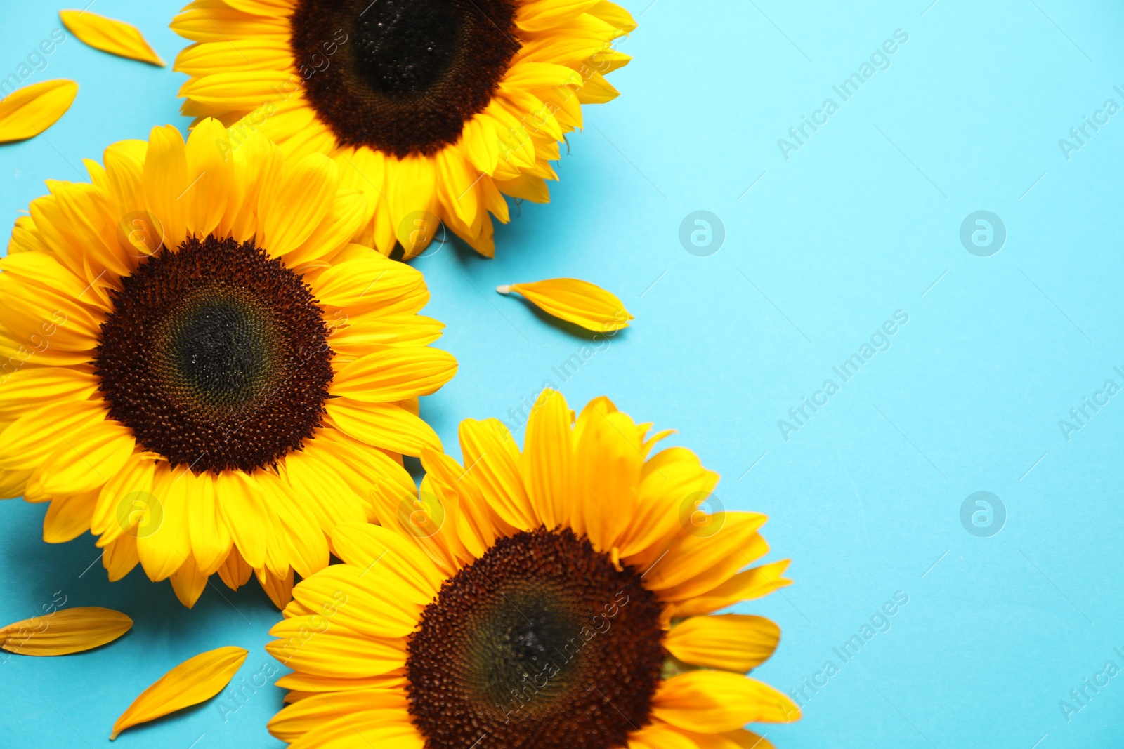 Photo of Sunflower heads on light blue background, closeup. Space for text