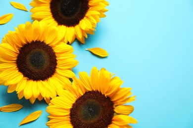 Sunflower heads on light blue background, closeup. Space for text