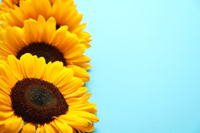 Photo of Sunflower heads on light blue background, closeup. Space for text