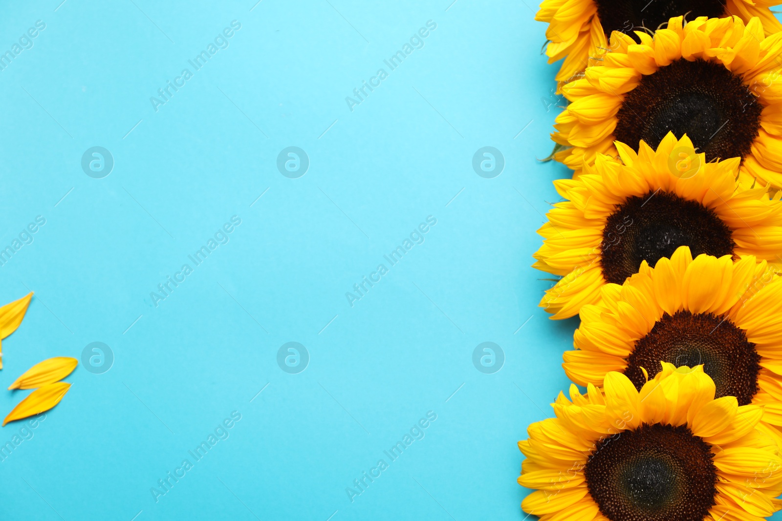 Photo of Sunflower heads on light blue background, flat lay. Space for text