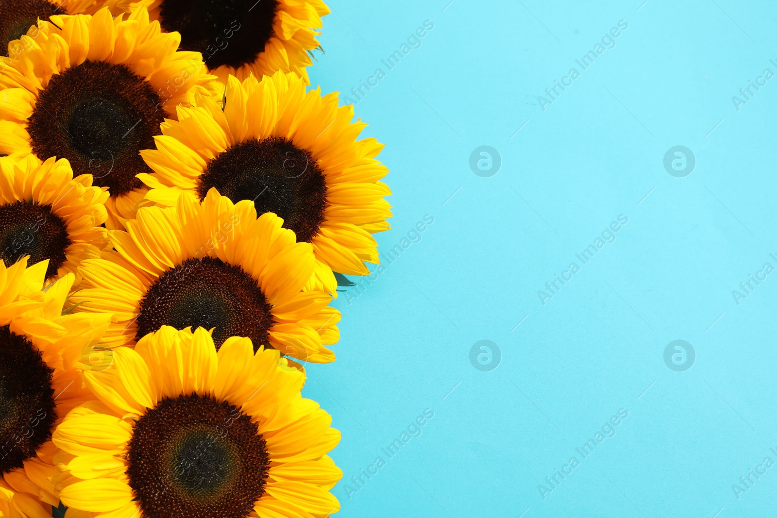 Photo of Sunflower heads on light blue background, flat lay. Space for text