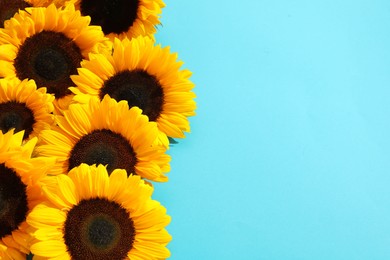 Photo of Sunflower heads on light blue background, flat lay. Space for text