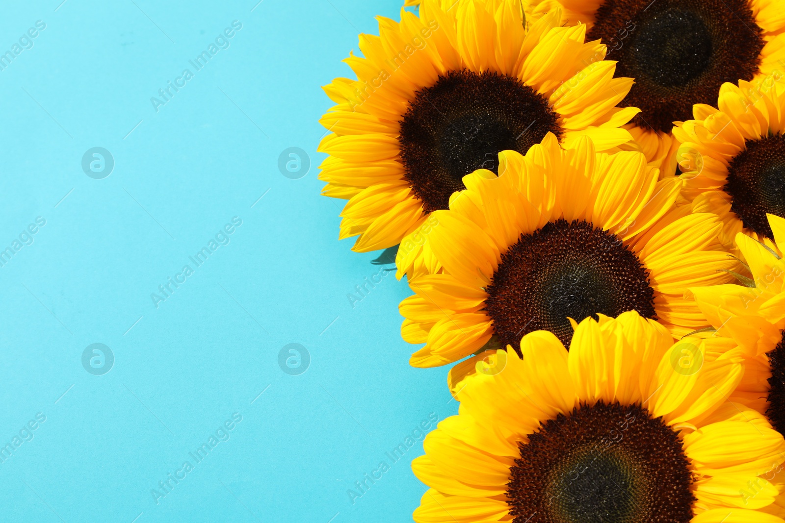 Photo of Sunflower heads on light blue background, above view. Space for text