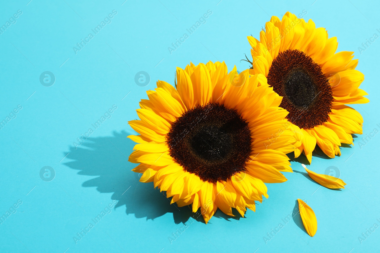 Photo of Sunflower heads on light blue background. Space for text