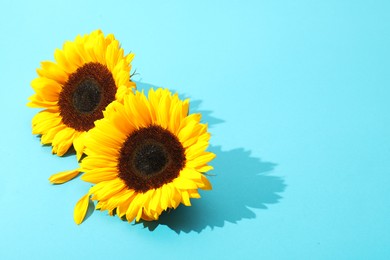 Photo of Sunflower heads on light blue background. Space for text