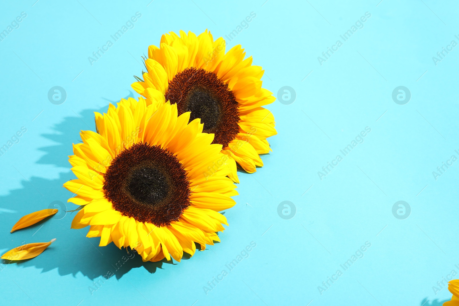 Photo of Sunflower heads on light blue background. Space for text