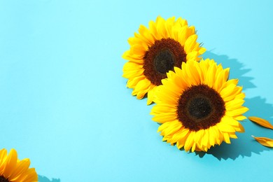 Photo of Sunflower heads on light blue background. Space for text