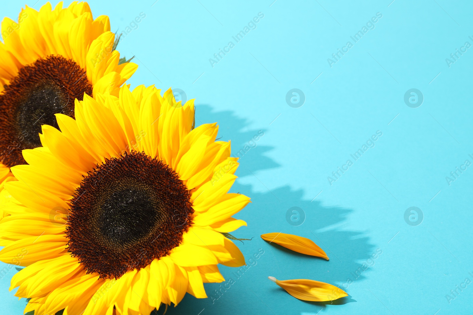 Photo of Sunflower heads on light blue background, closeup. Space for text