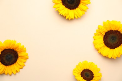 Sunflower heads on beige background, flat lay. Space for text