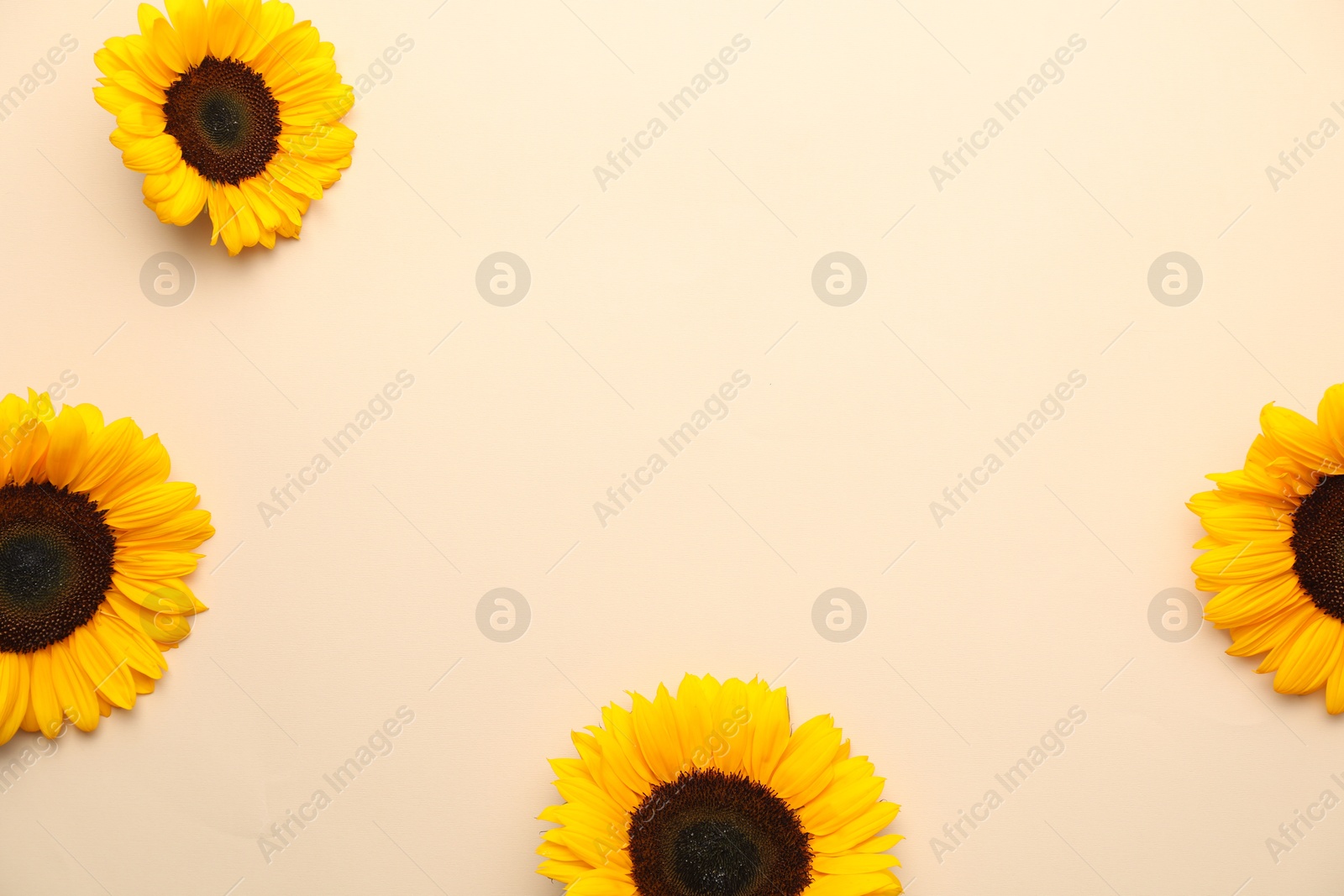 Photo of Sunflower heads on beige background, flat lay. Space for text