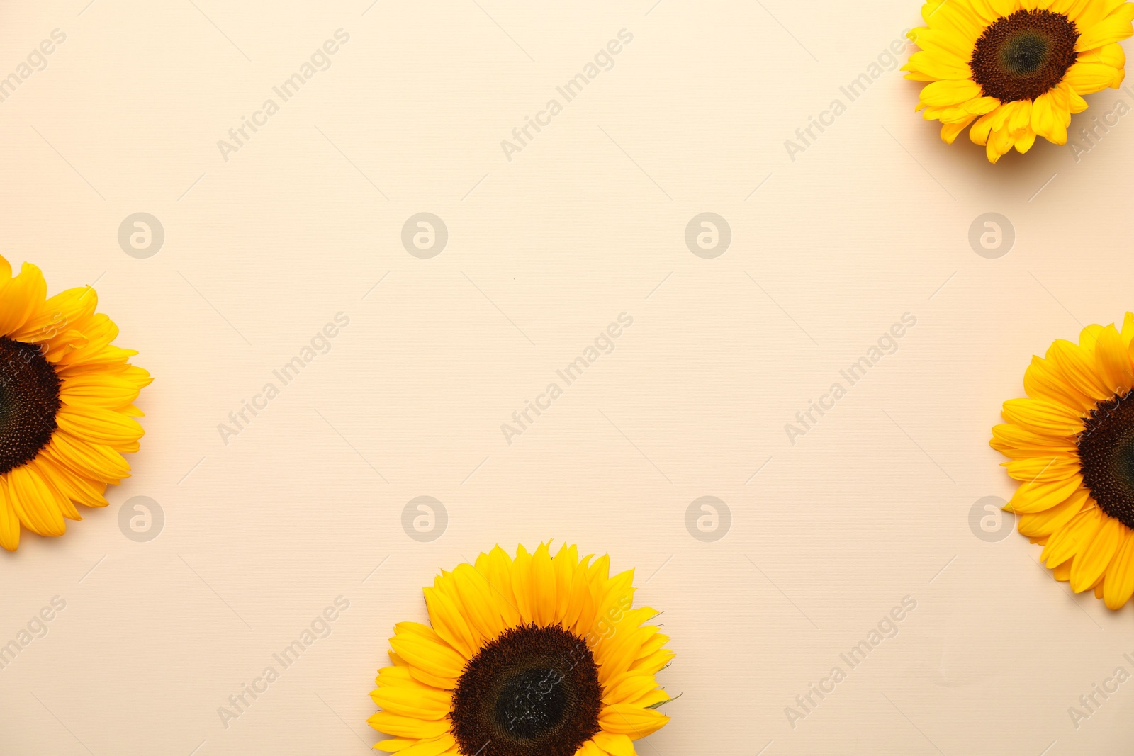 Photo of Sunflower heads on beige background, flat lay. Space for text