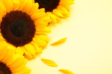 Photo of Sunflower heads and petals on yellow background, closeup. Space for text