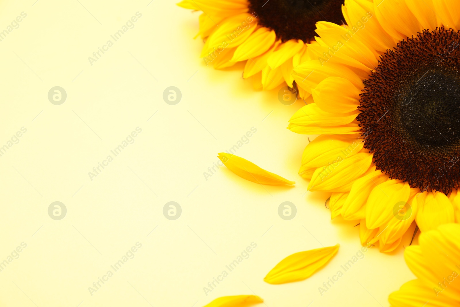 Photo of Sunflower heads and petals on yellow background, closeup. Space for text