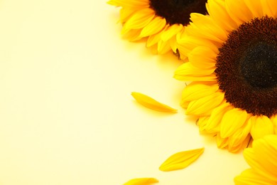 Photo of Sunflower heads and petals on yellow background, closeup. Space for text