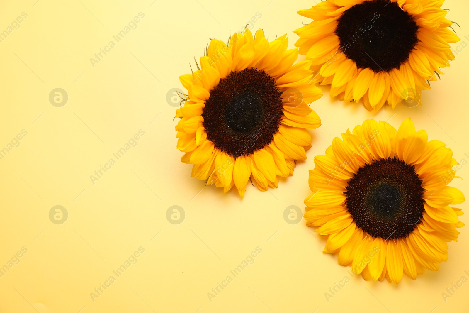 Photo of Sunflower heads on yellow background, above view. Space for text