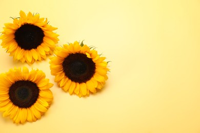 Photo of Sunflower heads on yellow background, flat lay. Space for text