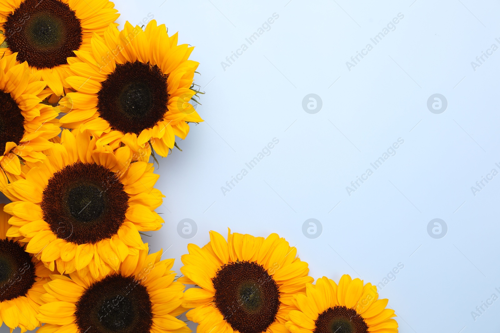 Photo of Sunflower heads on light grey background, flat lay. Space for text