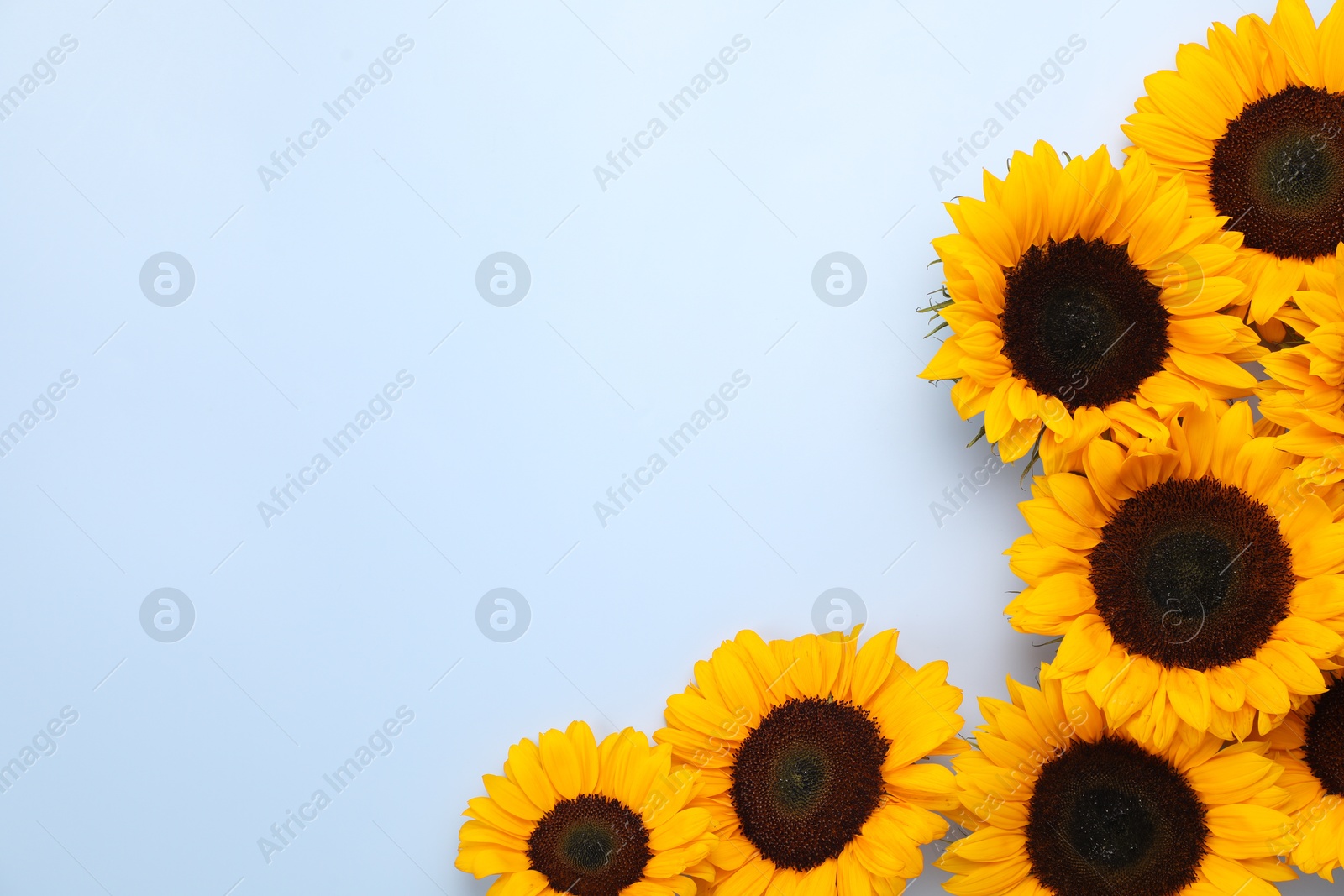 Photo of Sunflower heads on light grey background, flat lay. Space for text