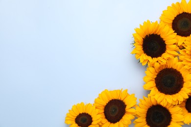 Photo of Sunflower heads on light grey background, flat lay. Space for text