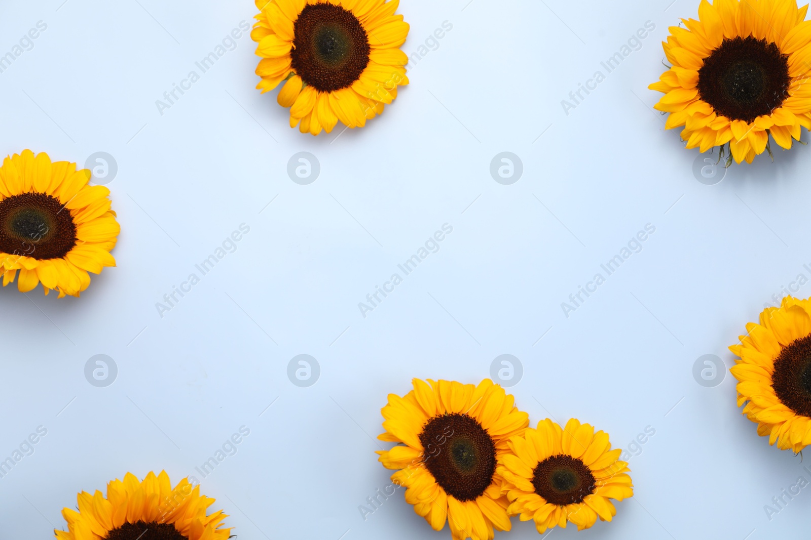 Photo of Sunflower heads on light grey background, flat lay. Space for text