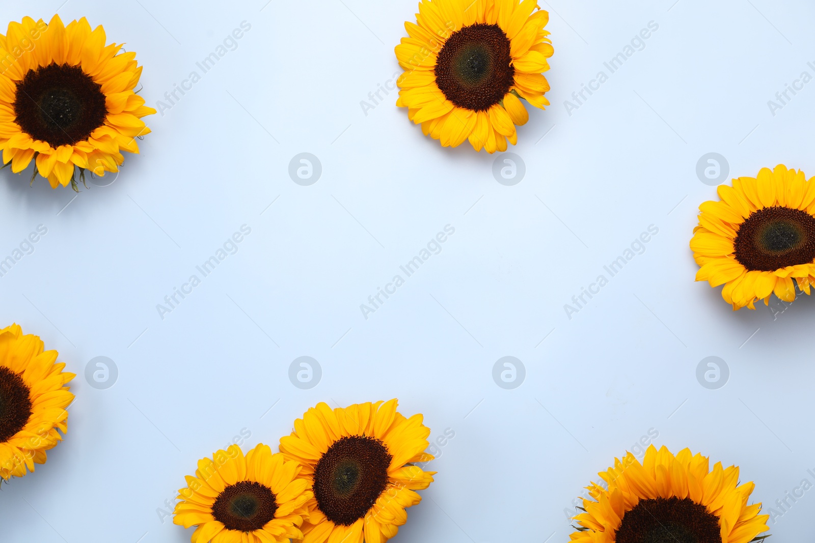 Photo of Sunflower heads on light grey background, flat lay. Space for text