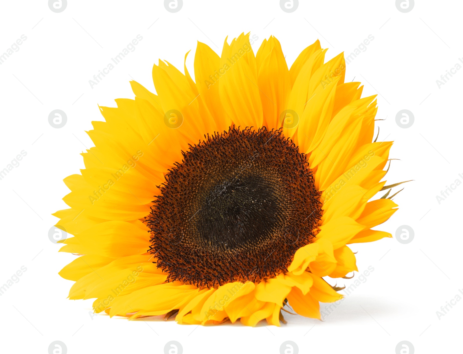 Photo of One beautiful sunflower with bright petals isolated on white