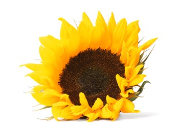 Photo of One beautiful sunflower with bright petals isolated on white