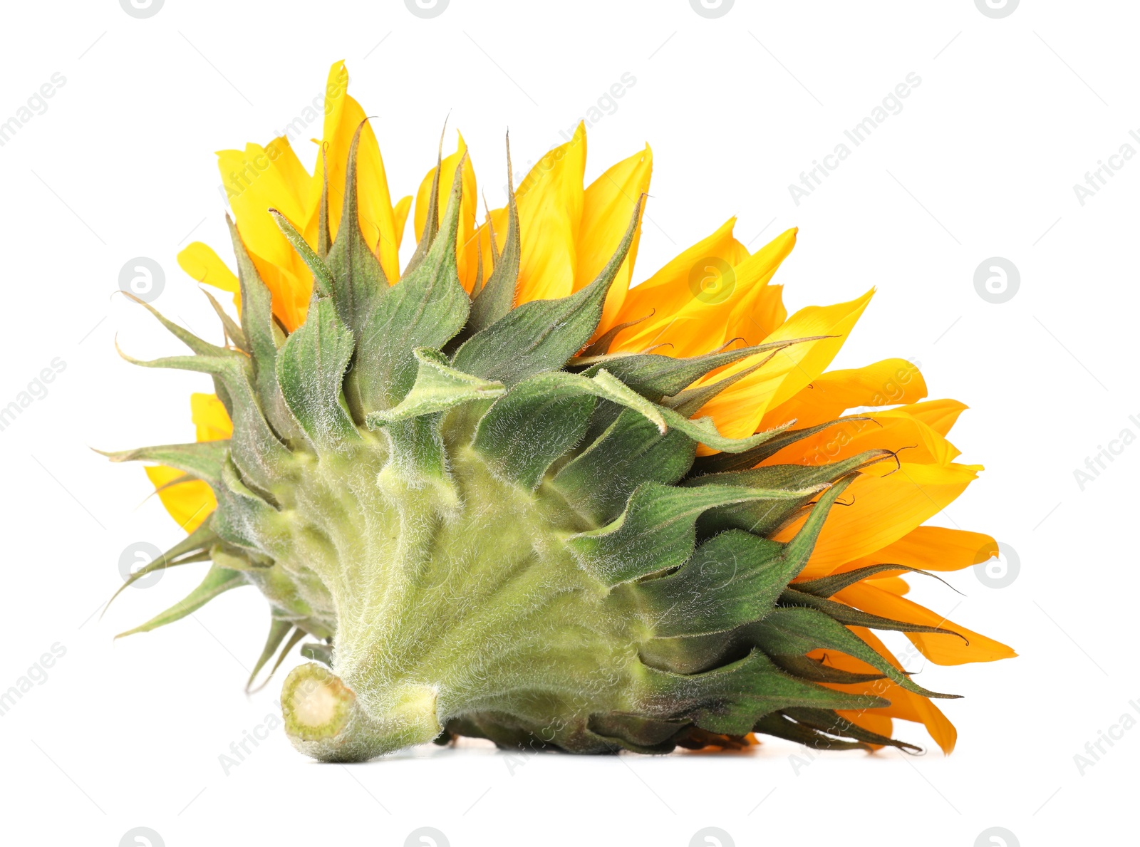 Photo of One beautiful sunflower with bright petals isolated on white