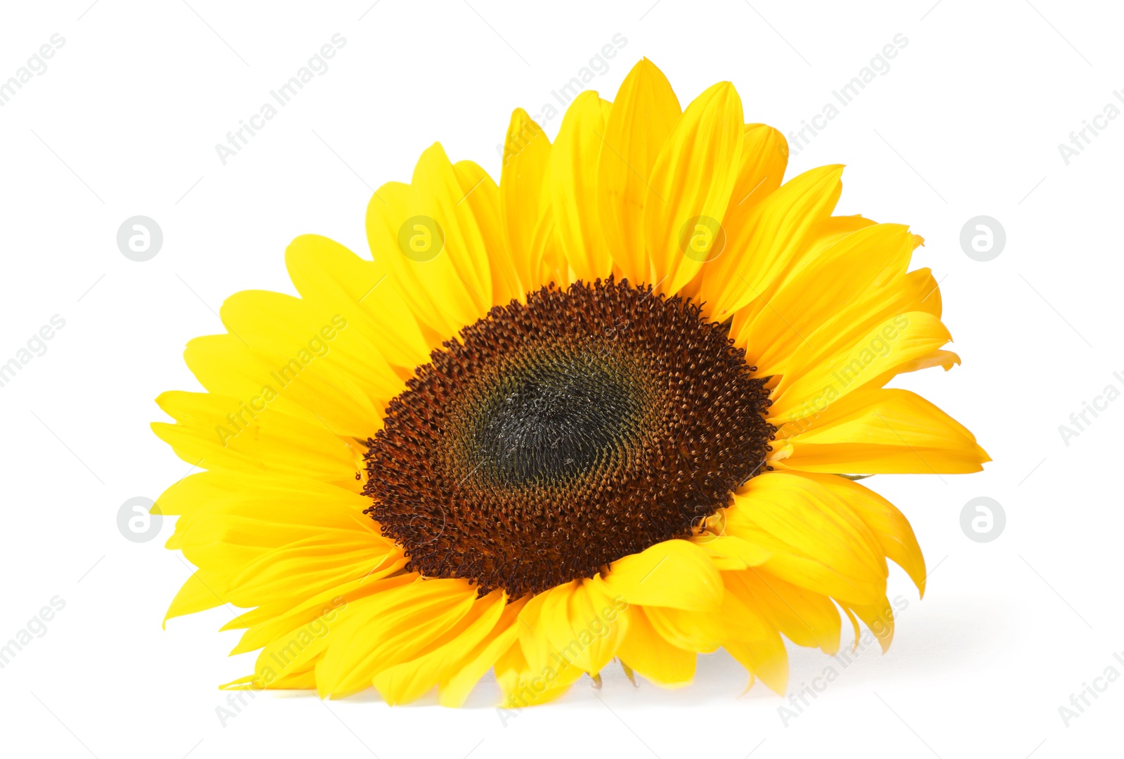 Photo of One beautiful sunflower with bright petals isolated on white