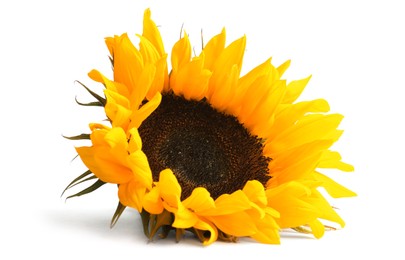 Photo of One beautiful sunflower with bright petals isolated on white