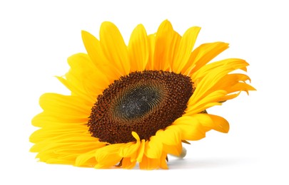 Photo of One beautiful sunflower with bright petals isolated on white