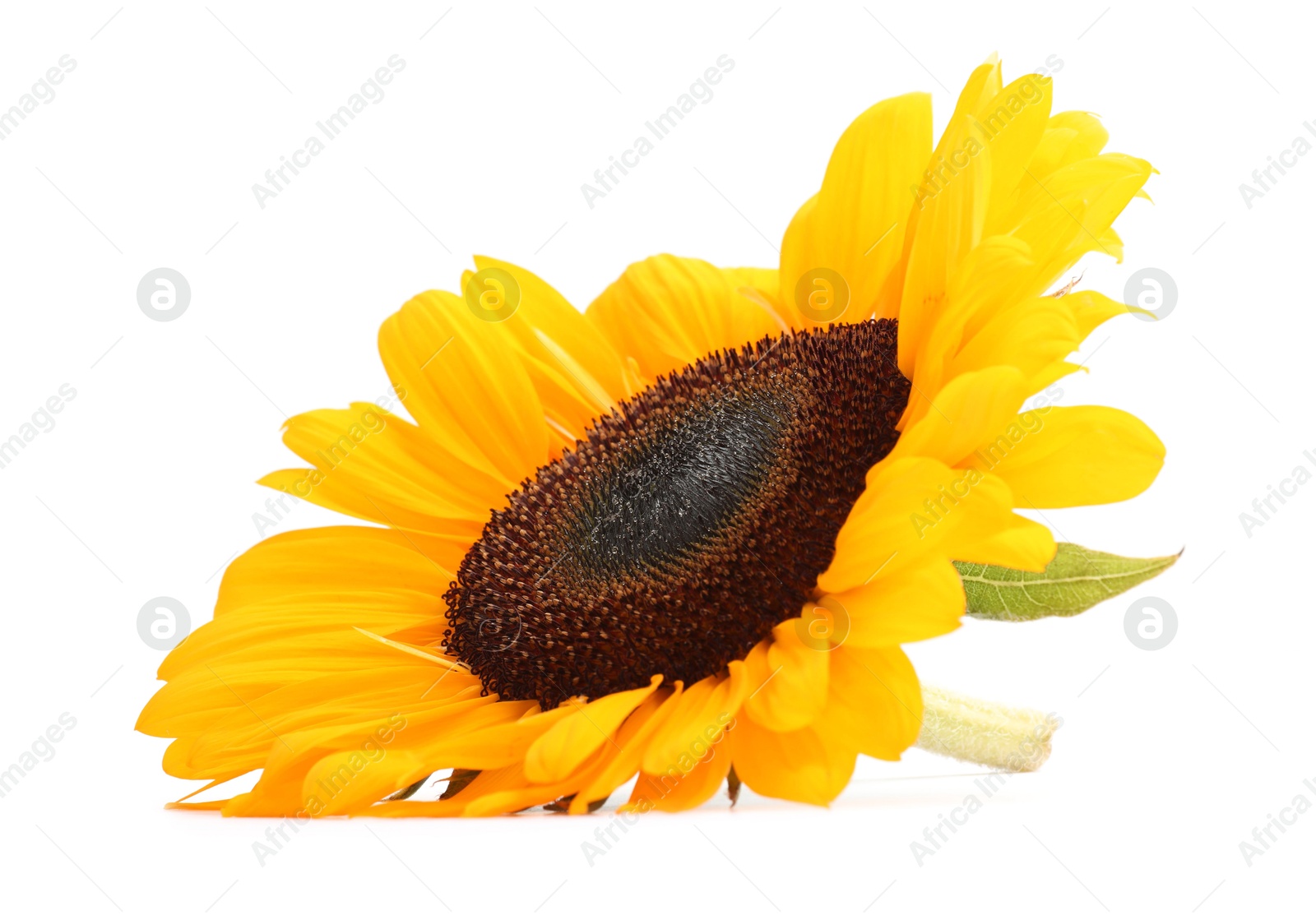 Photo of One beautiful sunflower with bright petals isolated on white