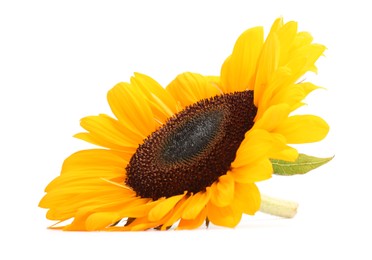 Photo of One beautiful sunflower with bright petals isolated on white