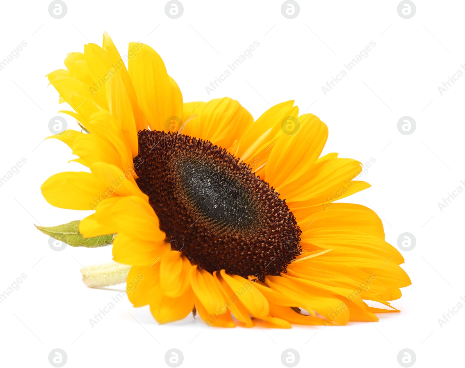 Photo of One beautiful sunflower with bright petals isolated on white