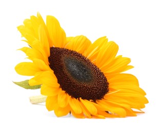 Photo of One beautiful sunflower with bright petals isolated on white