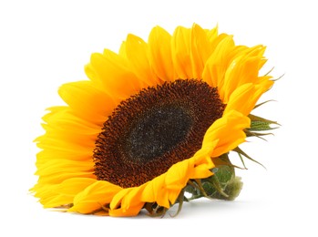 Photo of One beautiful sunflower with bright petals isolated on white