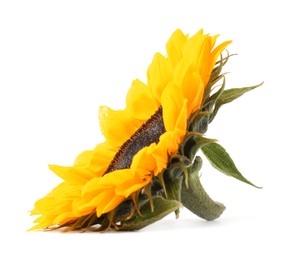 Photo of One beautiful sunflower with bright petals isolated on white