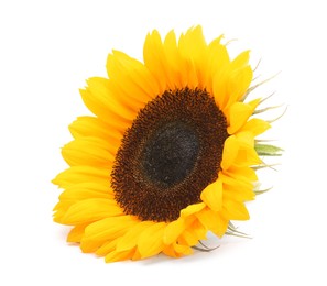 Photo of One beautiful sunflower with bright petals isolated on white