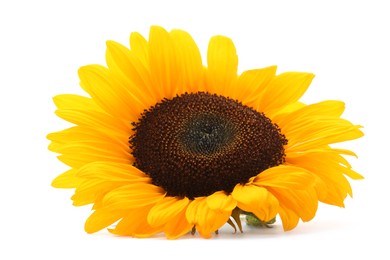 Photo of One beautiful sunflower with bright petals isolated on white