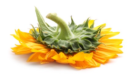 Photo of One beautiful sunflower with bright petals isolated on white