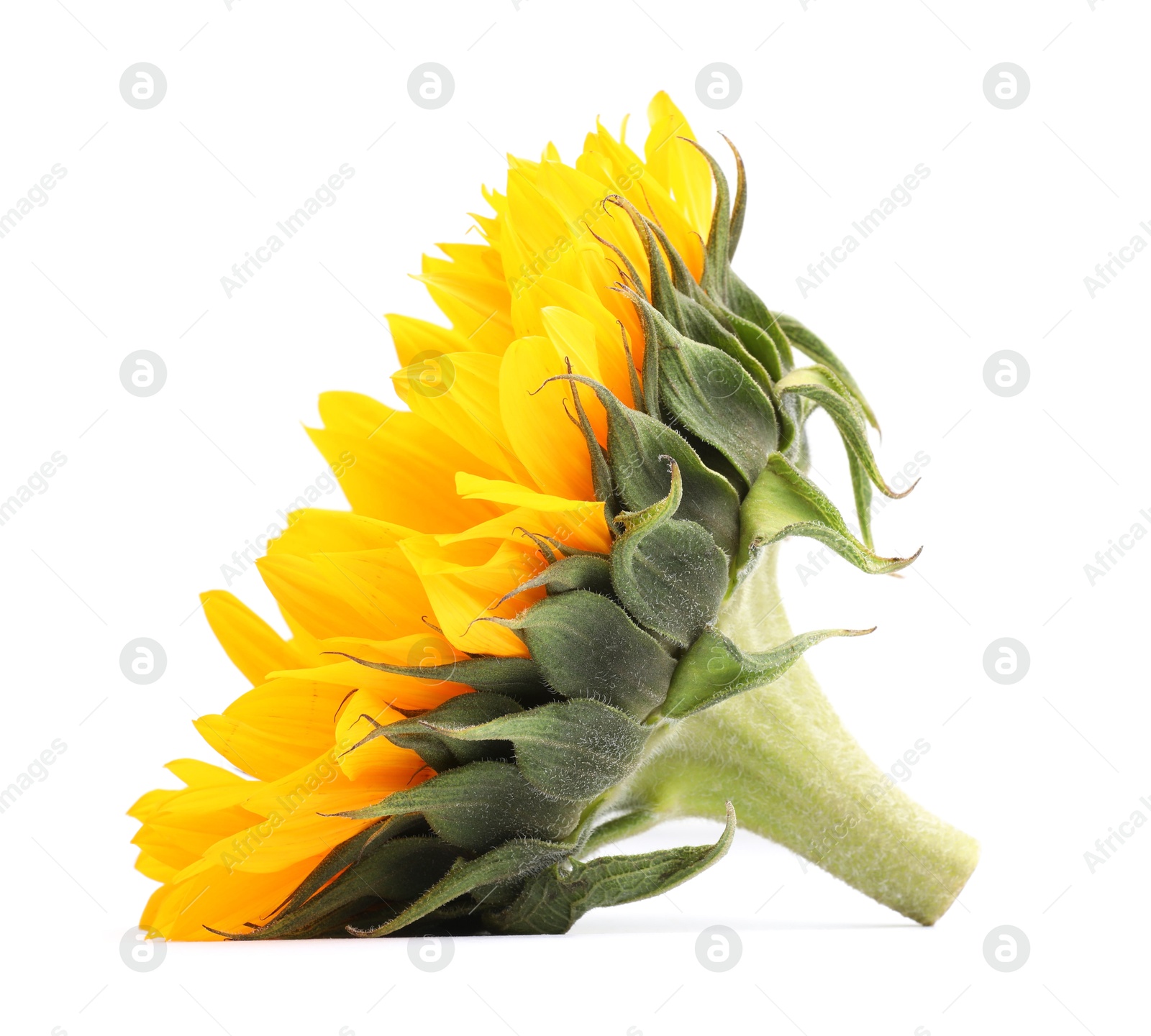 Photo of One beautiful sunflower with bright petals isolated on white