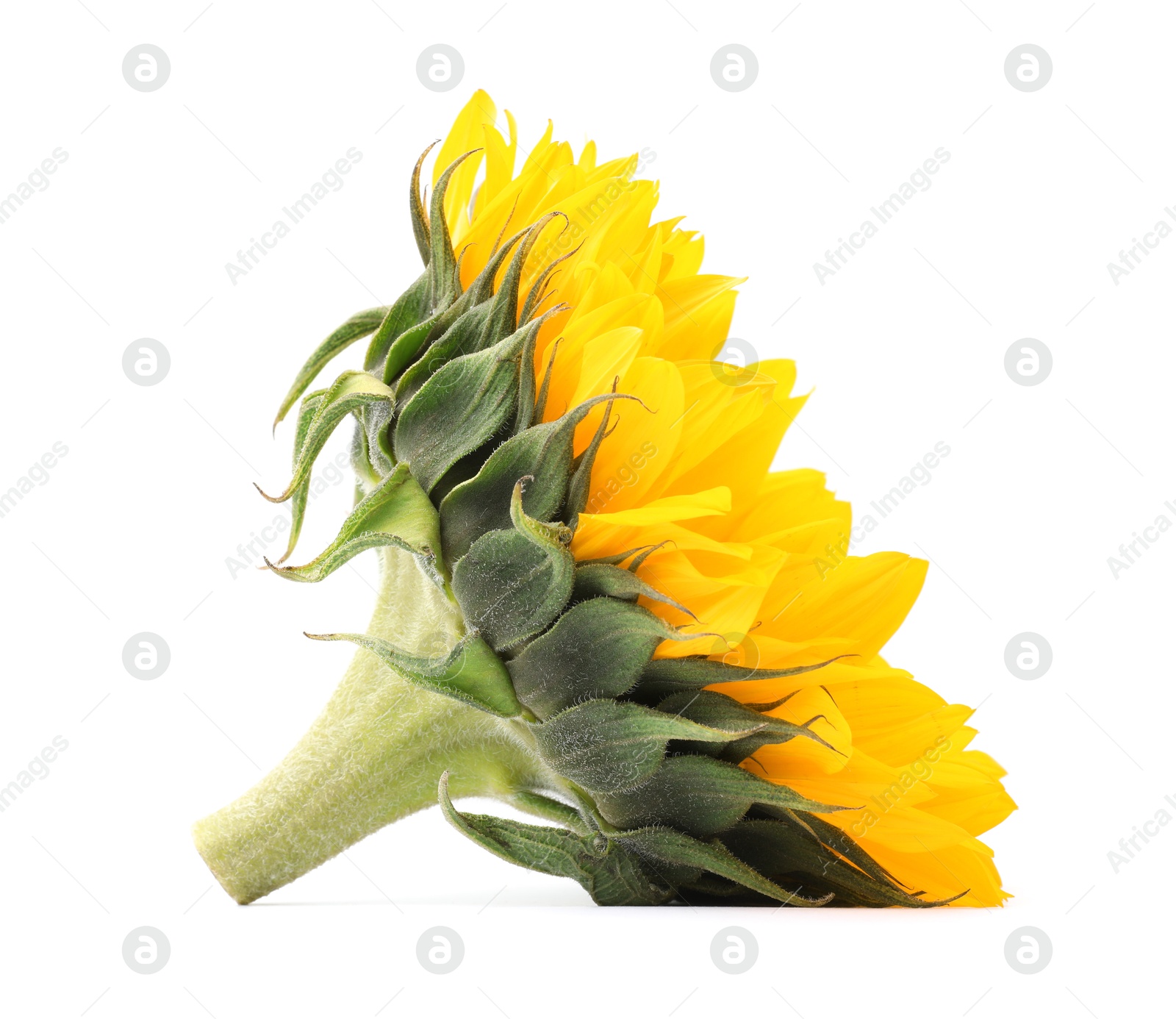 Photo of One beautiful sunflower with bright petals isolated on white