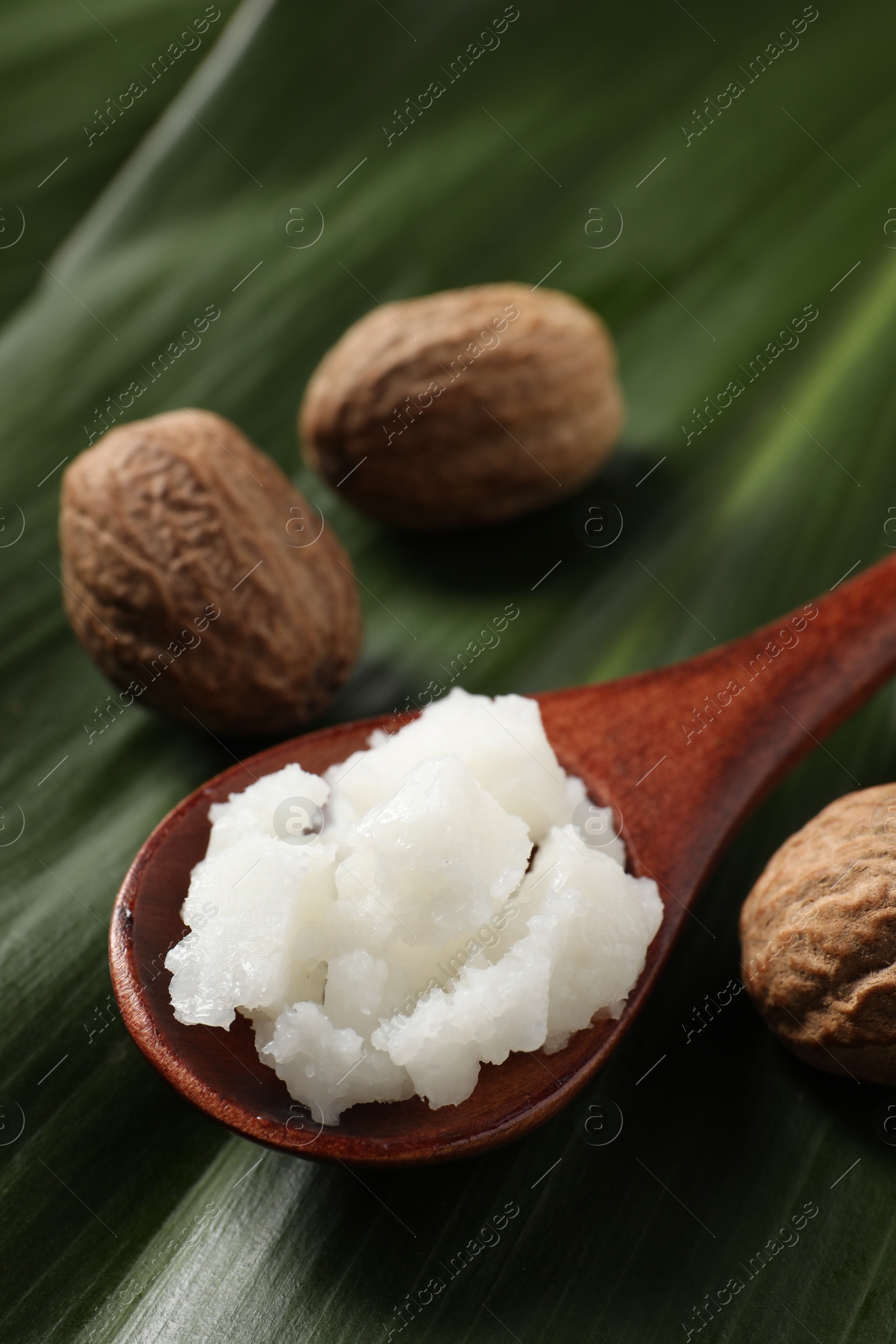 Photo of Shea butter in spoon and nuts on leaves, closeup