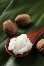 Shea butter in spoon and nuts on leaves, closeup