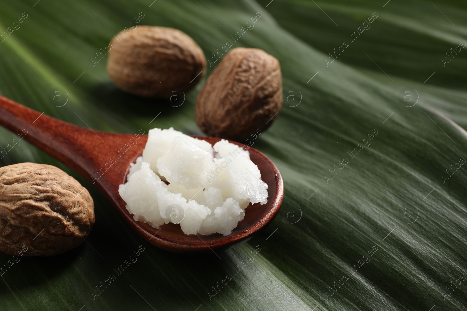 Photo of Shea butter in spoon and nuts on leaves, closeup. Space for text