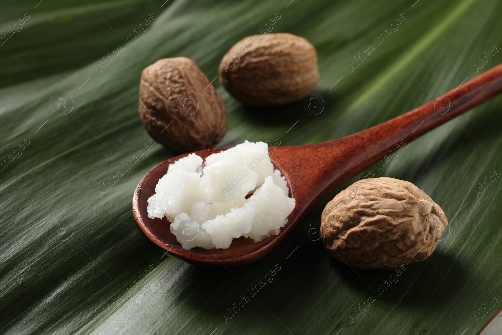 Photo of Shea butter in spoon and nuts on leaves, closeup